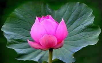 Dùng tâm nào để sống